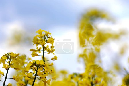 Gelbe Blumen mit blauem Himmel und weißen Wolken. Frühling in der Ukraine. Ackerbau mit Rapspflanzen