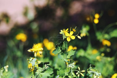 Medicinal plant celandine in the garden. Close up photo of natural yellow flowers of celandine. Background blooming flowers plant celandine.