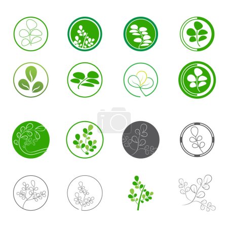 Téléchargez les illustrations : Moringa feuille Logo Modèle vectoriel symbole nature - en licence libre de droit