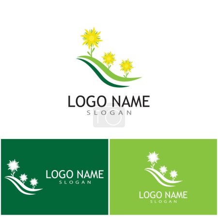 Illustration for Edelweiss Logo Template vector symbol nature - Royalty Free Image