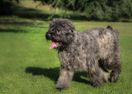 Photo for Bouvier des Flandres on a nature background. . High quality photo - Royalty Free Image