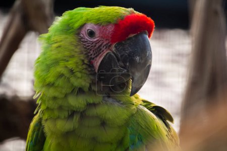 Photo for Wild green parrot bird. Great Green Macaw, Big ara parrot in the nature habitat. Green big parrot sitting on the branch. Parrot from Costa Rica. High quality photo - Royalty Free Image