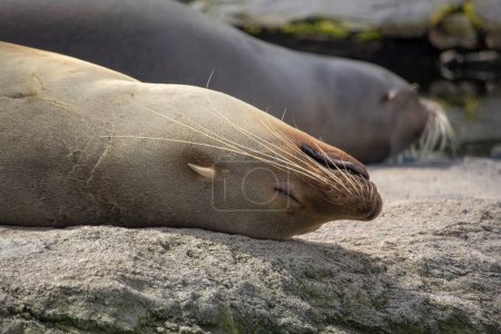 Foto de Foca de piel africana del suelo. Arctocephalus pusillus sello de orejas. El león marino está durmiendo. - Imagen libre de derechos