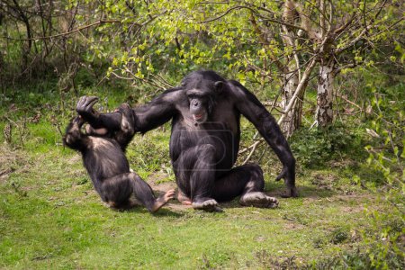 Foto de Un chimpancé interactuando con un joven. Un chimpancé juega con su bebé. - Imagen libre de derechos