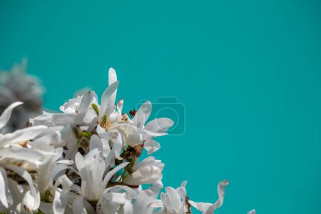 Photo for Beautiful white flowering magnolia. flowering tree. Magnolia stellata High quality photo - Royalty Free Image