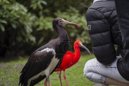 Photo for The Abdim's stork and red ibis in Walsrode Bird Park. Ciconia abdimii. High quality photo - Royalty Free Image