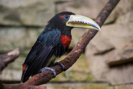 Photo for The ivory-billed aracar,red-necked aracari, Pteroglossus azara.High quality photo - Royalty Free Image