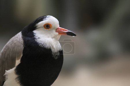 Photo for Long-toed Lapwing, Vanellus crassirostris. High quality photo - Royalty Free Image