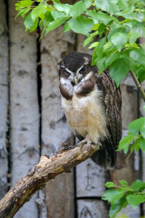 Photo for Spectacled owl portrait. Pulsatrix perspicillata. High quality photo - Royalty Free Image