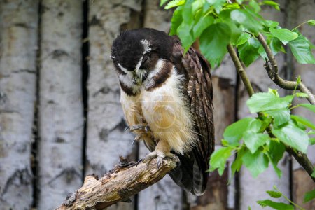Photo for Spectacled owl portrait. Pulsatrix perspicillata. High quality photo - Royalty Free Image