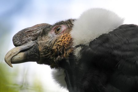 Foto de Retrato de Cóndor Andino al aire libre. Vultur gryphus. Foto de alta calidad - Imagen libre de derechos