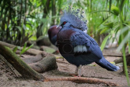 Foto de Victoria coronó la cabeza de paloma de cerca. Goura victoria. Foto de alta calidad - Imagen libre de derechos