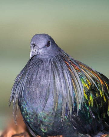 Photo for Nicobar pigeon or Caloenas nicobarica. Beautiful colorful bird. High quality photo - Royalty Free Image