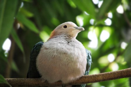 Téléchargez les photos : Pigeon impérial vert perché sur la branche de l'arbre. Ducula aenea. Photo de haute qualité - en image libre de droit