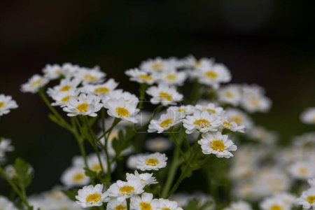 Photo for White flowers of Pyrethrum Tanacetum cinerariifolium. High quality photo - Royalty Free Image