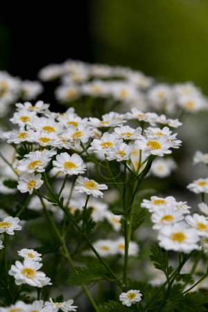 Foto de Flores blancas de Pyrethrum Tanacetum cinerariifolium. Foto de alta calidad - Imagen libre de derechos