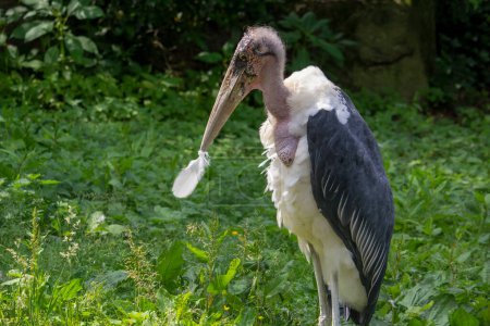 Photo for Marabou stork. Leptoptilos crumeniferus. Ciconia crumenifera. High quality photo - Royalty Free Image