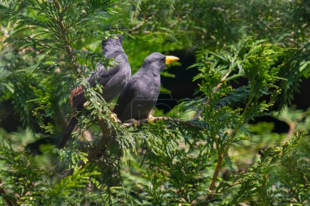 Foto de Grosbeak Starling o Grosbeak Myna (Scissirostrum dubium) o en Indonesia llamado Jalak Tunggir Merah. Foto de alta calidad - Imagen libre de derechos