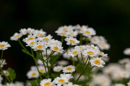 Photo for White flowers of Pyrethrum Tanacetum cinerariifolium - Royalty Free Image