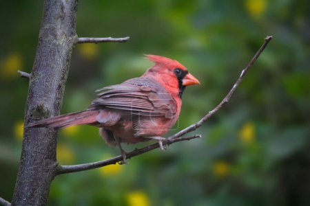 Male northern cardinal perching on branch. High quality photo