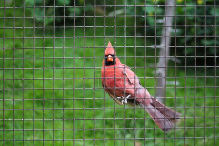 Photo for A Male Cardinal Bird Perched on a Chain Link fence in a Spring Day. High quality photo - Royalty Free Image