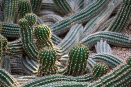 Téléchargez les photos : Aiguilles épineuses de cactus, Echinopsis Candicans. Allemagne, Essen, Grugerpark. Photo de haute qualité - en image libre de droit