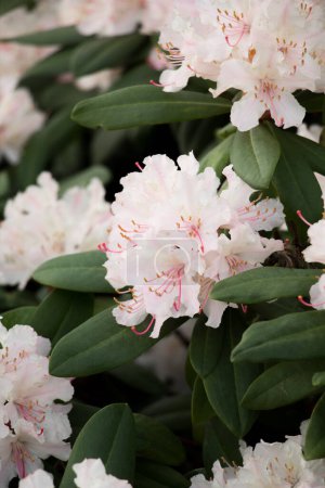 Rhododendron macrophyllum, Germany. High quality photo