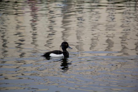 The tufted duck or tufted pochard. Aythya fuligula. High quality photo
