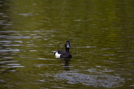 The tufted duck or tufted pochard. Aythya fuligula. High quality photo