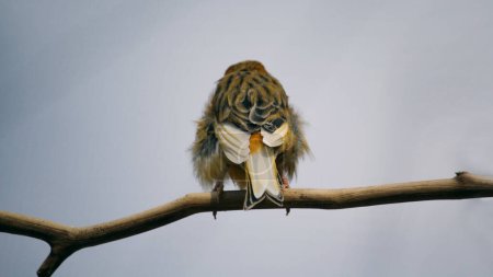 Photo for Canary standing on a branch. High quality photo - Royalty Free Image