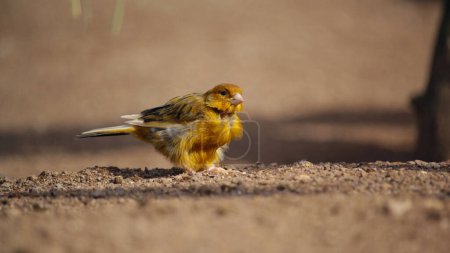 canary standing on the ground. High quality photo