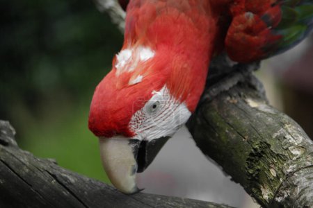 The red-and-green macaw. Ara chloropterus known as the green-winged macaw. High quality photo