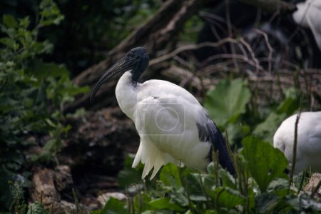 El ibis sagrado africano. Threskiornis aethiopicus. Foto de alta calidad