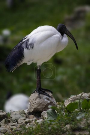 El ibis sagrado africano. Threskiornis aethiopicus. Foto de alta calidad