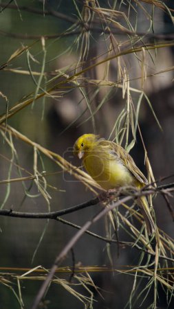 Canary standing on a branch. High quality photo