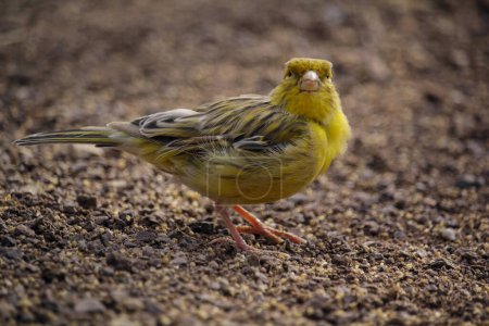 Photo for Canary standing on the ground. High quality photo - Royalty Free Image