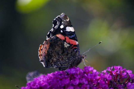 Vanessa atalanta, the red admiral. A beautiful butterfly is sitting on a flour. High quality photo