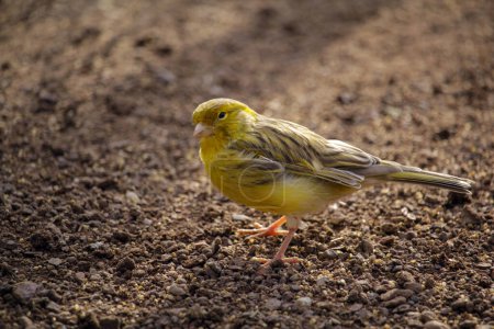 canary standing on the ground. High quality photo