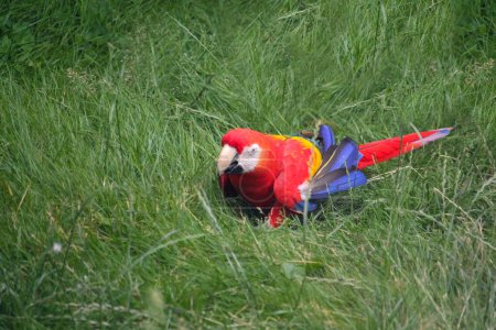 Red parrot Scarlet Macaw, Ara macao, bird sitting on the grass. High quality photo