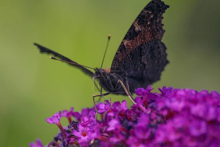 Vanessa atalanta, the red admiral. A beautiful butterfly is sitting on a flour. High quality photo