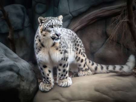 Téléchargez les photos : Le léopard des neiges (Irbis, Panthera uncia) est un grand chat qui habite les chaînes de montagnes d'Asie centrale et du Sud. - en image libre de droit