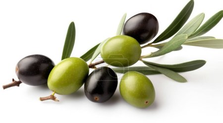 Frischer Olivenzweig mit mehreren grünen Oliven darauf, isoliert auf weißem Hintergrund, Ansicht von oben