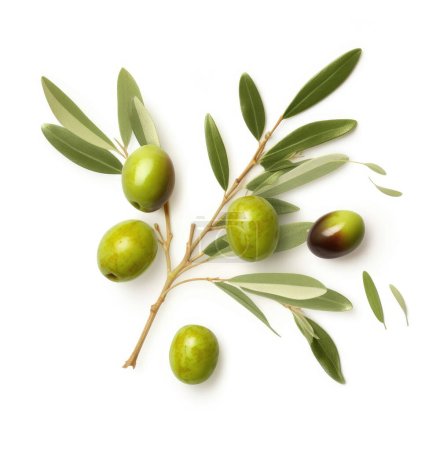 Foto de Ramita de aceitunas frescas con varias aceitunas verdes, aisladas sobre fondo blanco, vista superior - Imagen libre de derechos