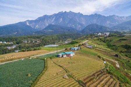 Photo for Aerial view of Kundasang Sabah landscape with cabbage farm and Mount Kinabalu at far background during morning. - Royalty Free Image