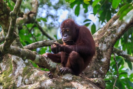 Téléchargez les photos : Orang utans ou pongo pygmaeus est le seul grand asiatique trouvé sur l'île de Bornéo et Sumatra - en image libre de droit