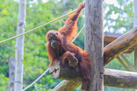 Orang-Utans oder Pongo pygmaeus ist der einzige asiatische Großfund auf der Insel Borneo und Sumatra