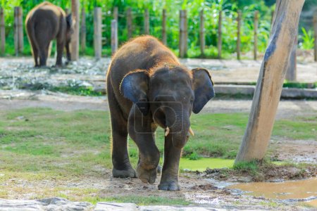 Der Borneo Pigmy Elephant ist der größte Landsäuger Borneos. Sie kann bis zu 2 - 2,5 m hoch und bis zu 5400kg schwer werden.