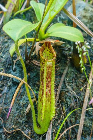 Foto de Nepenthes creciendo en el Monte Kinabalu, Sabah Malasia - Imagen libre de derechos