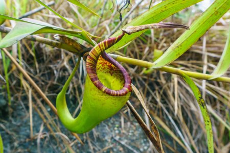nepenthes
