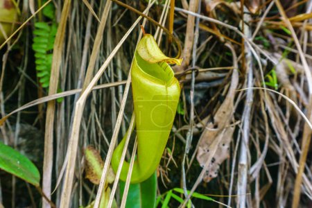 Nepenthes creciendo en el Monte Kinabalu, Sabah Malasia